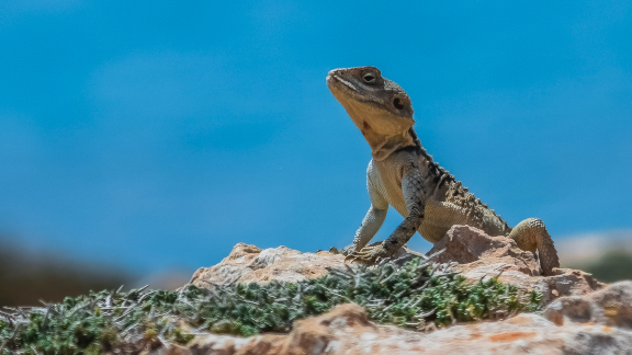 Adaptation Lizard